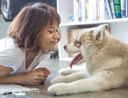 5 Best Clean House Tips’ for Pet Owners