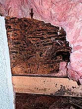 How to destroy Toxic Mould in your home 7 How to destroy Toxic Mould in your home