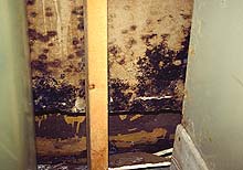 How to destroy Toxic Mould in your home 4 How to destroy Toxic Mould in your home