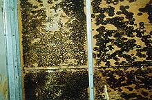 How to destroy Toxic Mould in your home 5 How to destroy Toxic Mould in your home